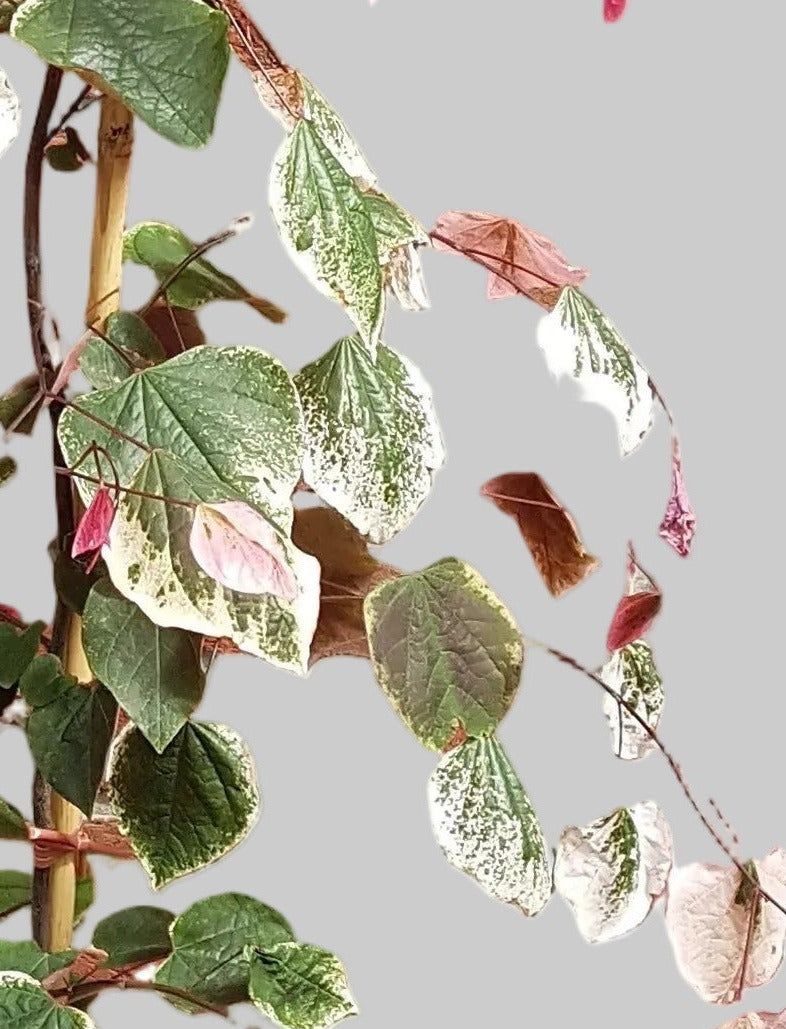 Cercis canadensis 'Carolina Sweetheart'® 160–170 cm – Farbenprächtiger Judasbaum