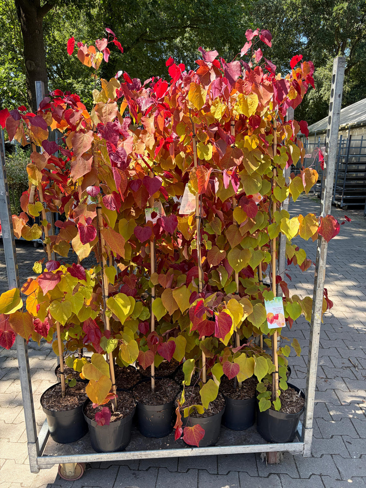 Cercis canadensis 'Eternal Flame' 160–170 cm – Farbenprächtiger kanadischer Judasbaum