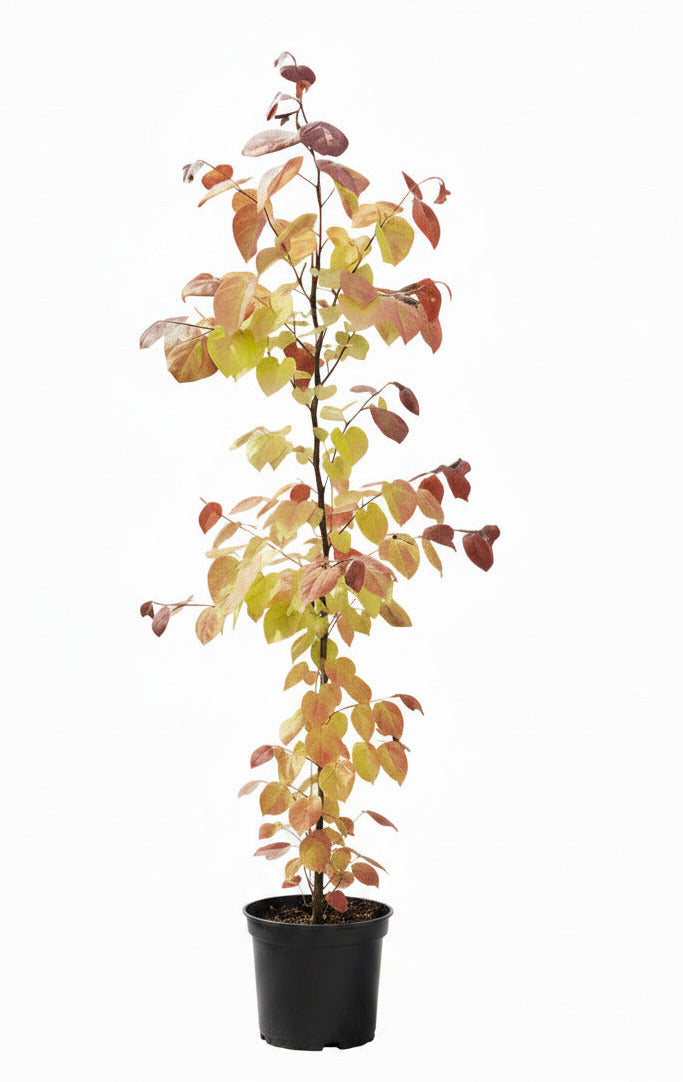 Cercis canadensis 'Eternal Flame' 160–170 cm – Farbenprächtiger kanadischer Judasbaum
