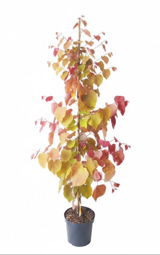 Cercis canadensis 'Eternal Flame' 160–170 cm – Farbenprächtiger kanadischer Judasbaum