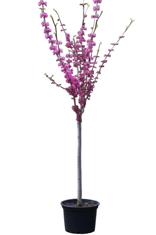 Cercis chinensis 'Avondale', Chinesischer Judasbaum Hochstamm 150–160 cm, Stammhöhe 100 cm, pinke Blüten, winterhart