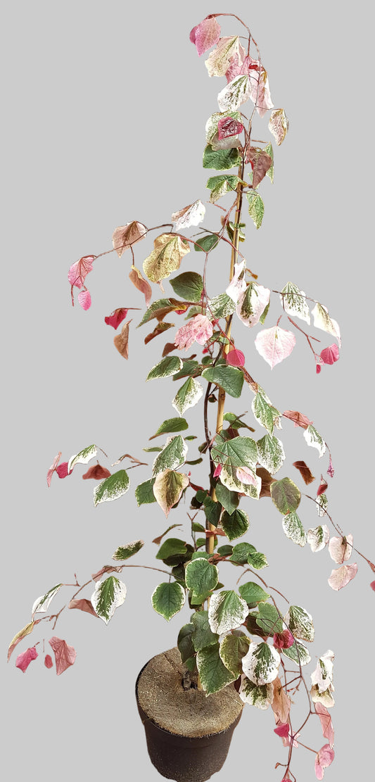 Cercis canadensis 'Carolina Sweetheart'® 160–170 cm – Farbenprächtiger Judasbaum