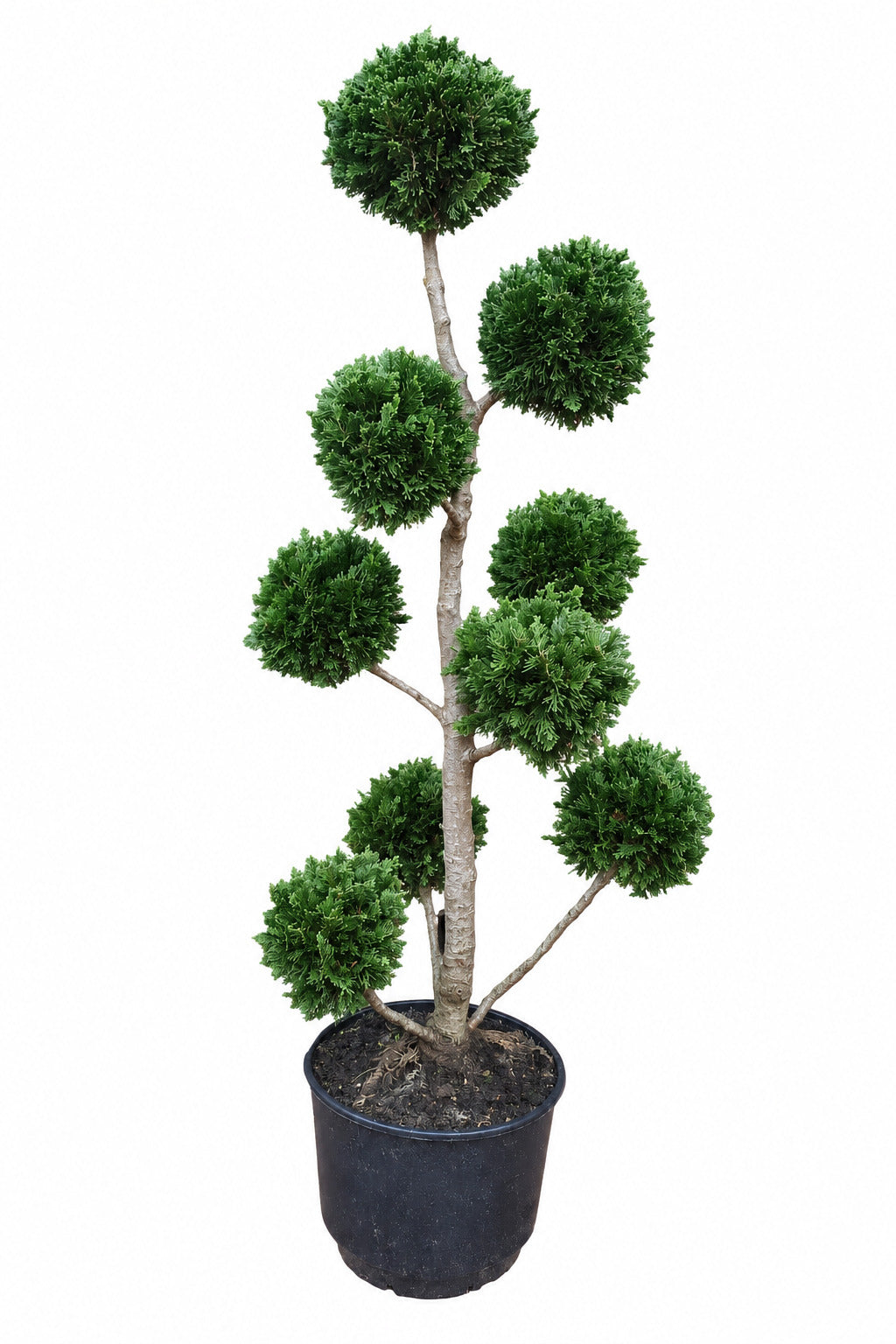 Gartenbonsai Muschelzypresse 110–120 cm – Chamaecyparis obtusa 'Drath'