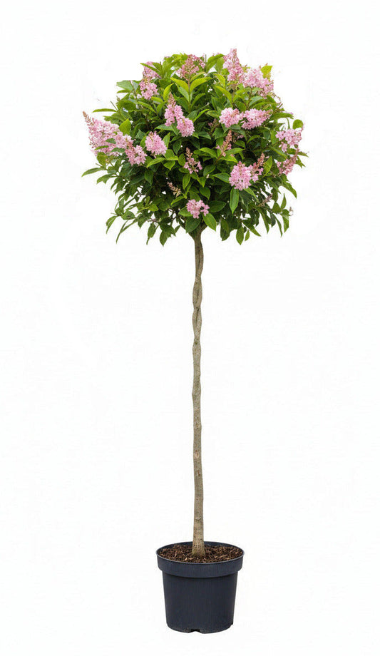 Clethra alnifolia 'Pink Spire' – Duftendes Scheineller Stämmchen - Zimterle - 140-150 cm