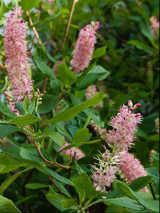 Clethra alnifolia 'Pink Spire' – Duftendes Scheineller Stämmchen - Zimterle - 140-150 cm