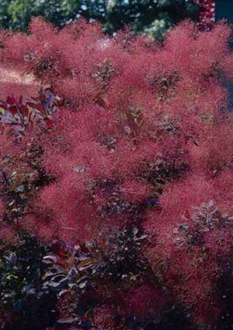 Perückenstrauch Stamm / Cotinus 'Royal Purple' – 120–130 cm | Stämmchen mit roten Blättern