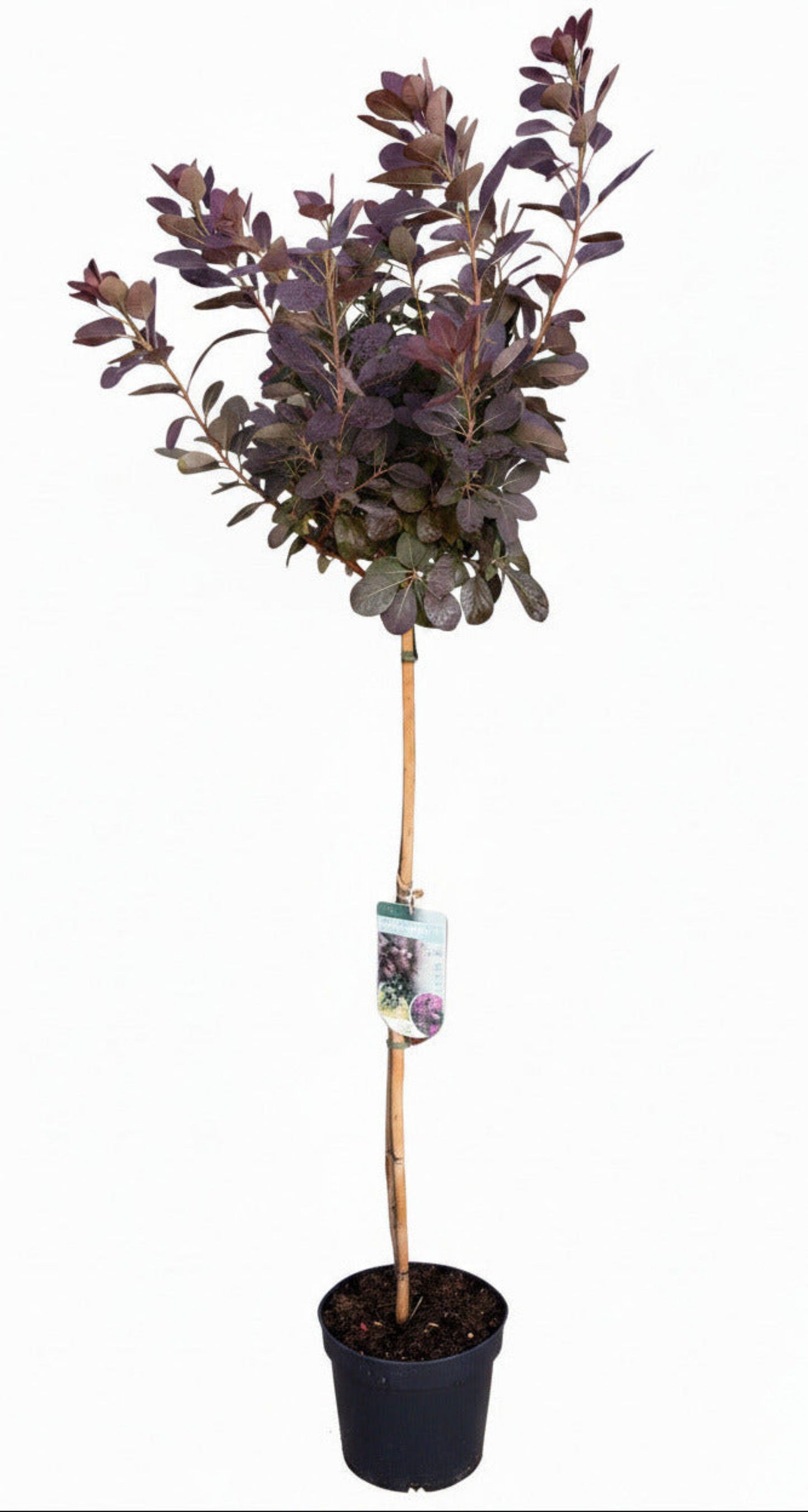 Perückenstrauch Stamm / Cotinus 'Royal Purple' – 170–180 cm | Stämmchen mit roten Blättern