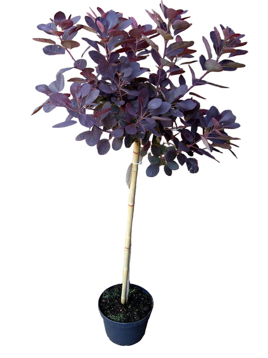 Perückenstrauch Stamm / Cotinus 'Royal Purple' – Stämmchen 120–130 cm | Roter Zierstamm