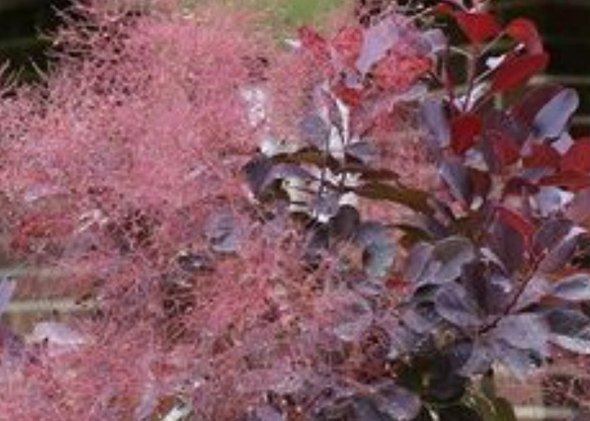 Perückenstrauch Stamm / Cotinus 'Royal Purple' – 120–130 cm | Stämmchen mit roten Blättern