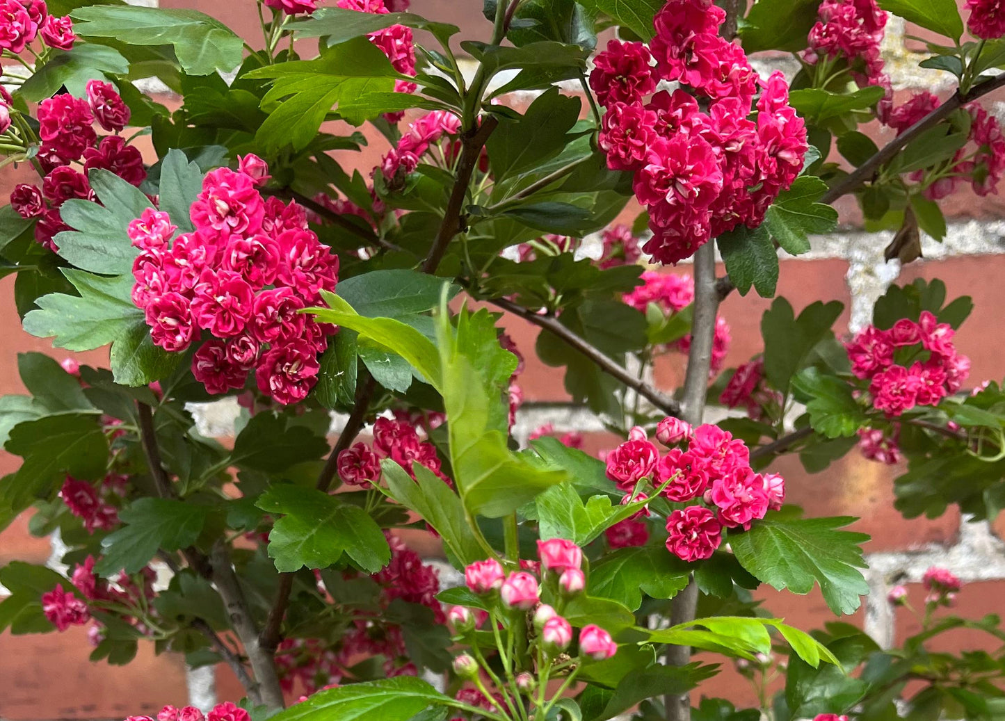 Crataegus laevigata 'Paul's Scarlet' – Rotdorn Hochstamm 180–190 cm - Stammhöhe 125 cm