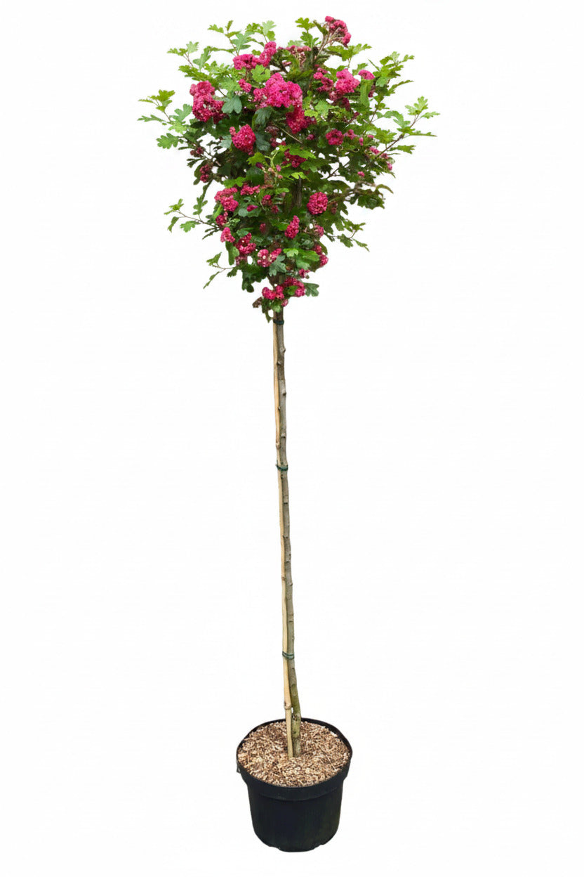 Crataegus laevigata 'Paul's Scarlet' – Rotdorn Hochstamm 250 cm - Stammhöhe 180 cm
