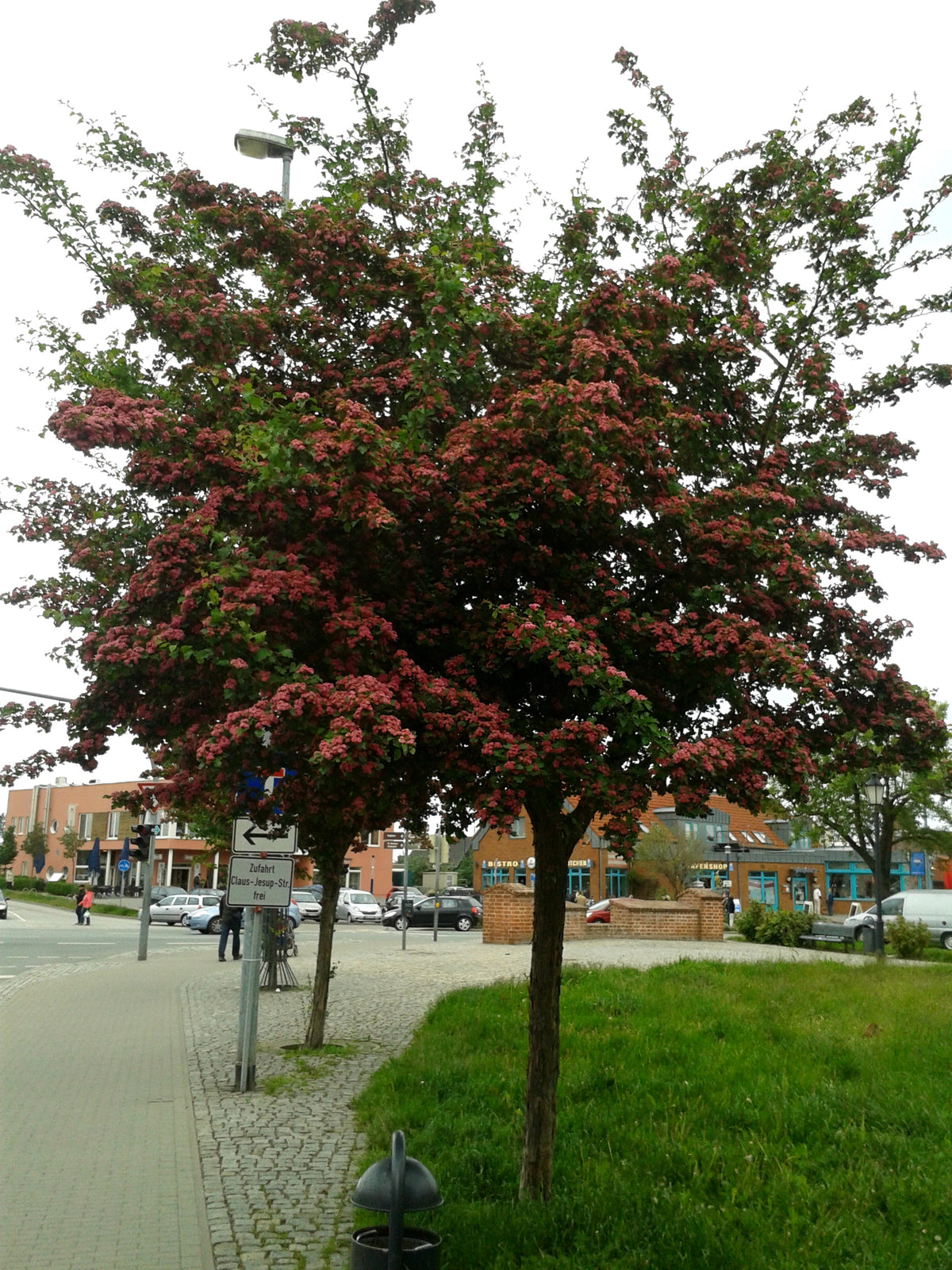 Crataegus laevigata 'Paul's Scarlet' – Rotdorn Hochstamm 250 cm - Stammhöhe 180 cm