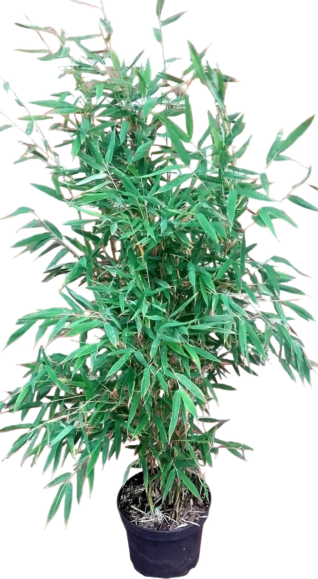 4 x Fargesia murielae 'Jumbo' – Gartenbambus 90–100 cm - keine unterirdischen Ausläufer -Sparset