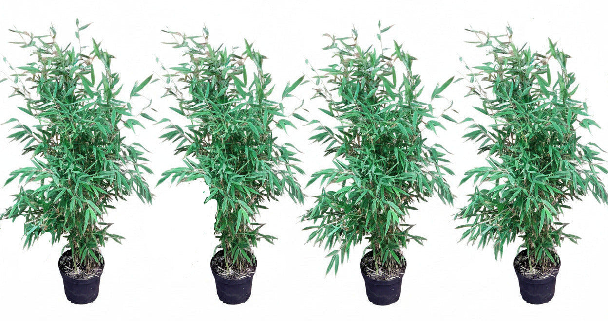 4 x Fargesia murielae 'Jumbo' – Gartenbambus 90–100 cm - keine unterirdischen Ausläufer -Sparset