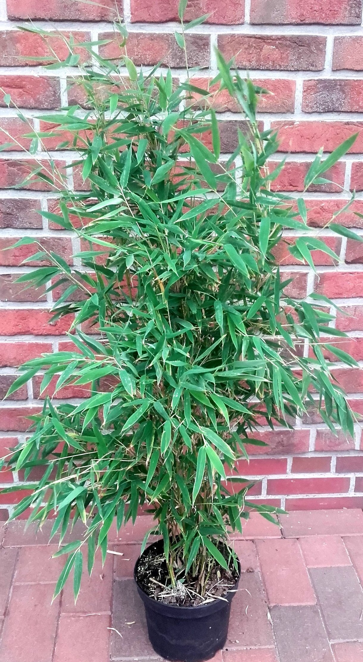 4 x Fargesia murielae 'Jumbo' – Gartenbambus 90–100 cm - keine unterirdischen Ausläufer -Sparset