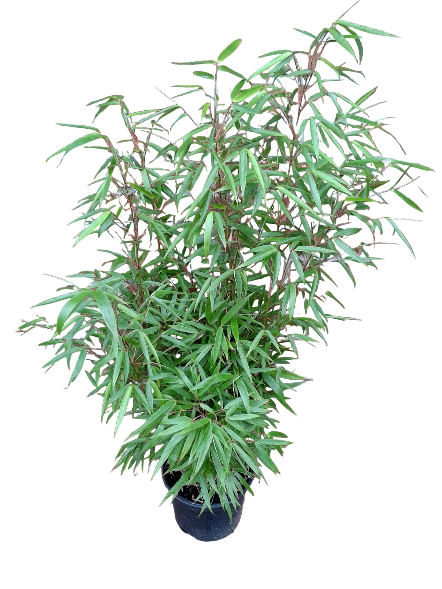 4x Bambus Fargesia rufa 80–100 cm – winterhart, ohne Ausläufer, immergrün, ideal auch als Sichtschutz Hecke