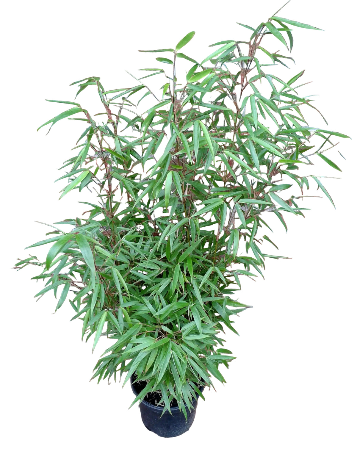 4x Bambus Fargesia rufa 80–100 cm – winterhart, ohne Ausläufer, immergrün, ideal auch als Sichtschutz Hecke