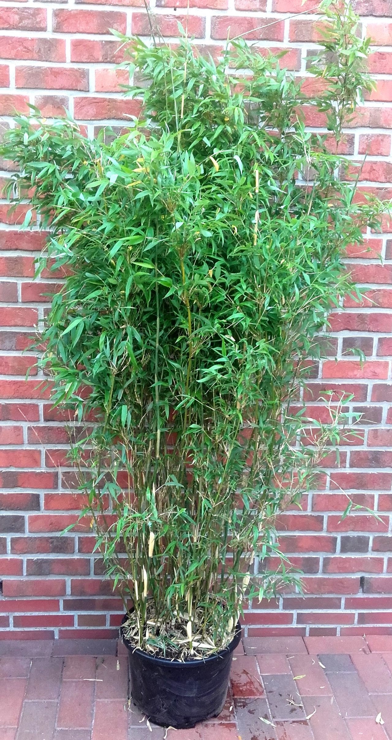 Fargesia murielae 'Jumbo' – Gartenbambus immergrün 160–170 cm