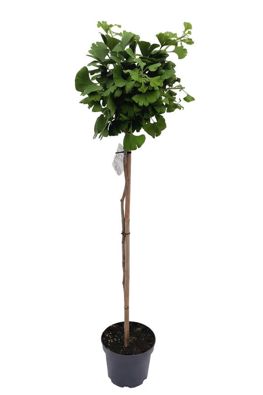 Ginkgo biloba 'Mariken' Kugelbaum – 160-170 cm Hochstamm mit kompakter Krone – winterharter Fächerblattbaum