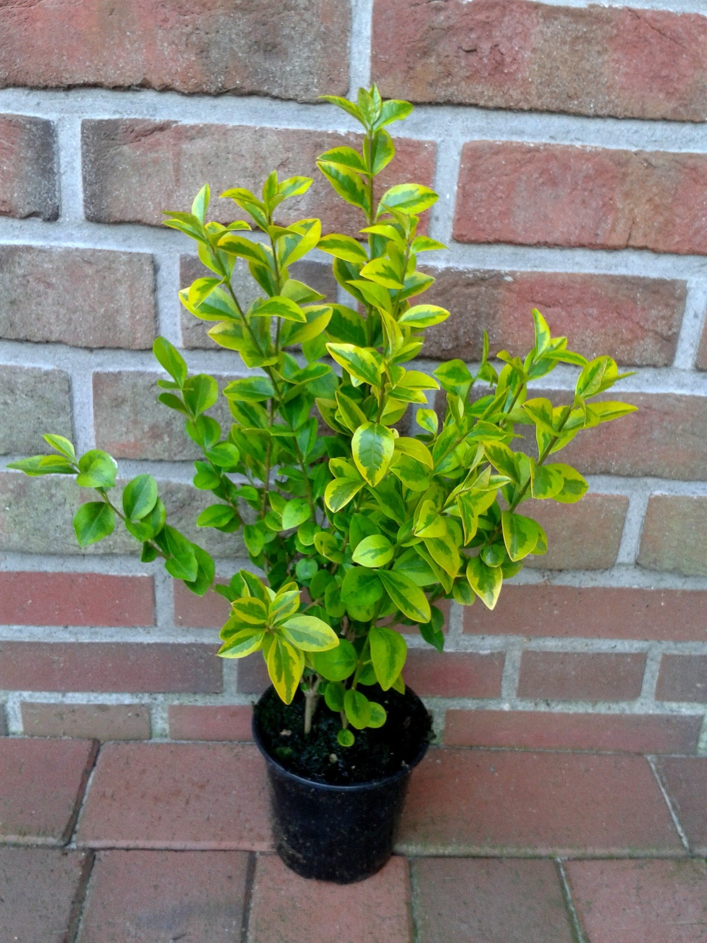 Goldliguster Heckenpflanzen Set | Ligustrum ovalifolium Aureum | 20 Pflanzen | 40-50 cm