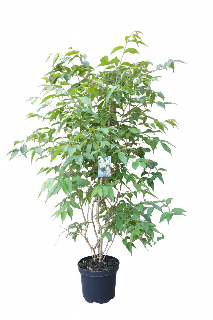 Heptacodium miconioides 120–130 cm im Topf – Sieben-Söhne-des-Himmels-Strauch
