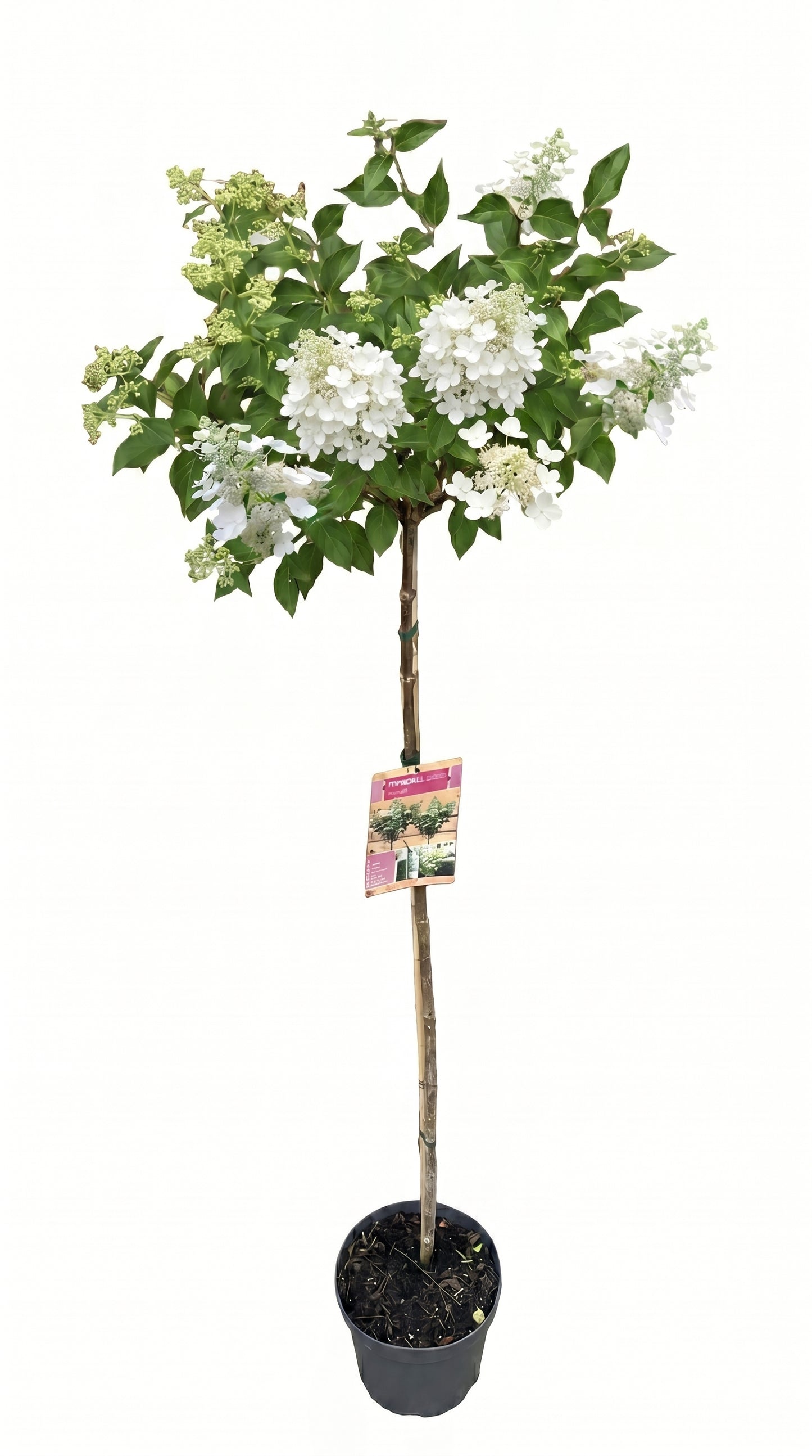 Rispenhortensie 'Kyushu' Stamm 170-180 cm – Hydrangea paniculata Kyushu – Weiße Blütenrispen – Winterhart – Solitärpflanze