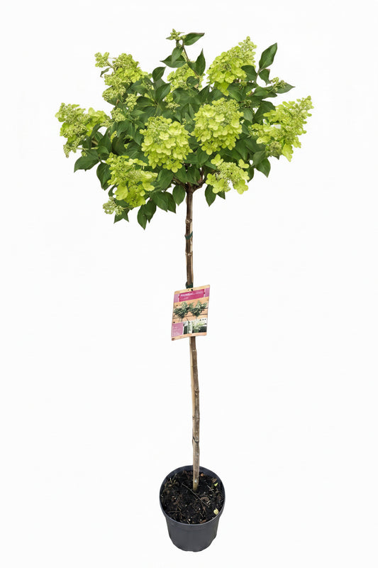 Rispenhortensie 'Limelight' Stamm - 170-180 cm – Hydrangea paniculata Hochstamm - Limettengrüne Blüte bis zum Winter