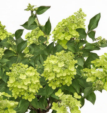 Hortensien Stämmchen 130–140 cm – Weiße Rispenhortensie - Hydrangea paniculata "Limelight"