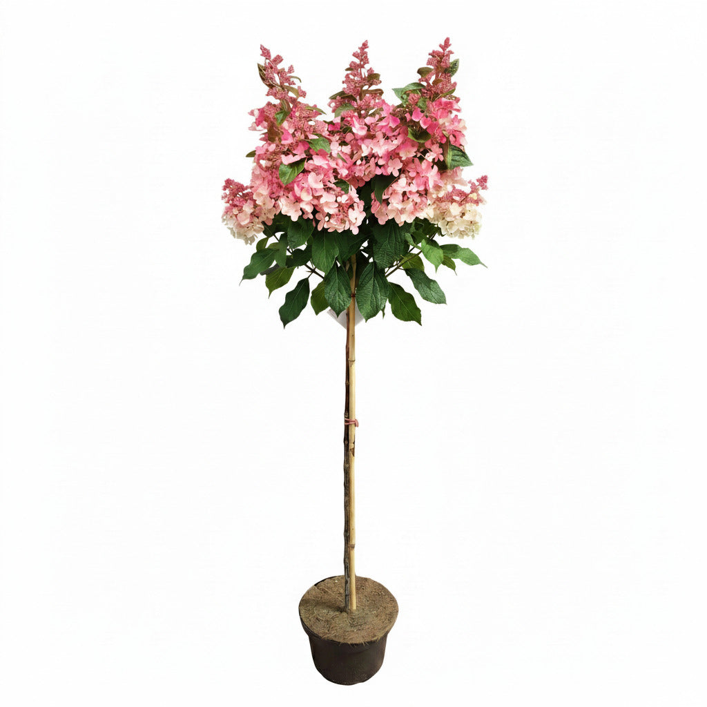 Hydrangea paniculata 'Wim's Red' 130–140 cm | Rispenhortensie auf Stamm 80 cm | Rote Blüten