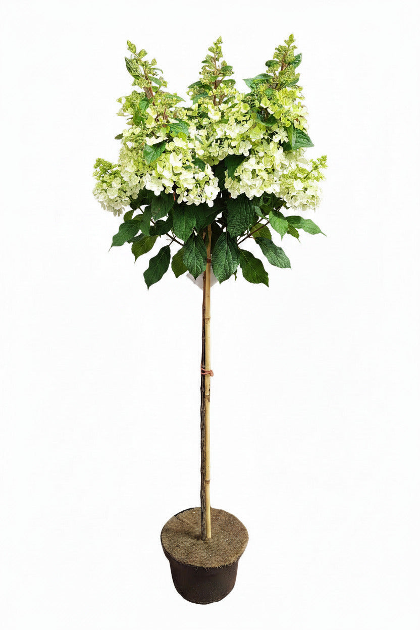 Rispenhortensie mit roten Blüten, Hydrangea paniculata‘Wim’s Red’ , Gesamthöhe: 170-180 cm, Stammhöhe: 120 cm