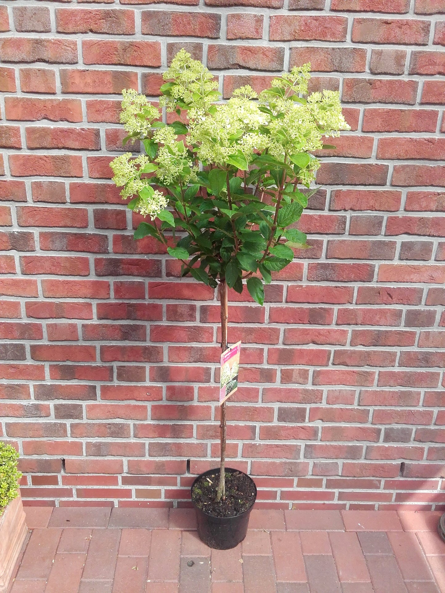 Hortensien Stämmchen 130–140 cm – Weiße Rispenhortensie - Hydrangea paniculata "Limelight"