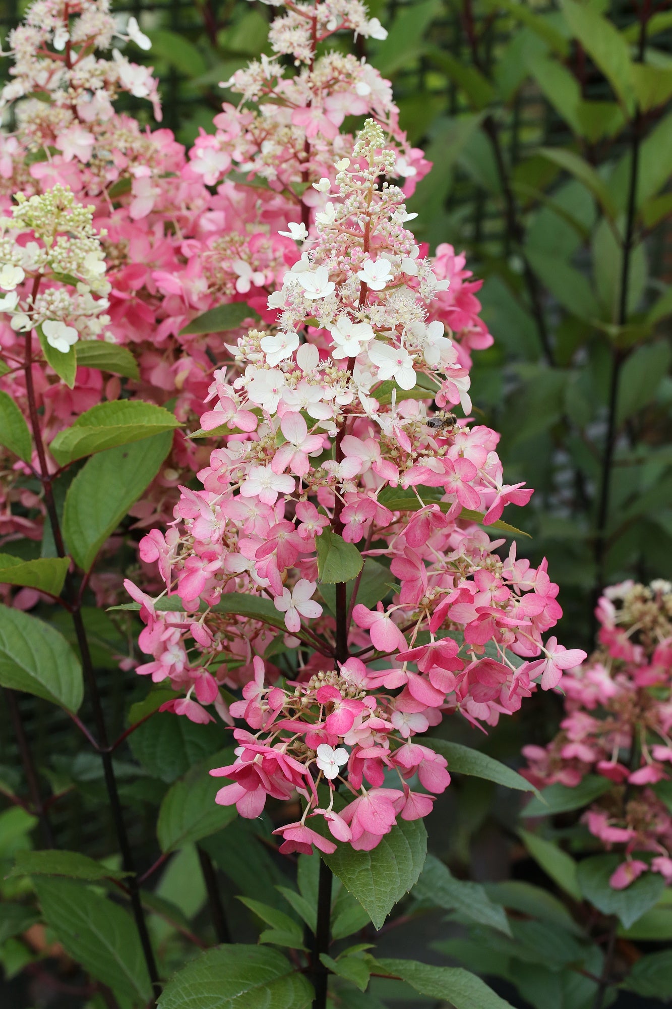Hydrangea paniculata 'Wim's Red' 130–140 cm | Rispenhortensie auf Stamm 80 cm | Rote Blüten