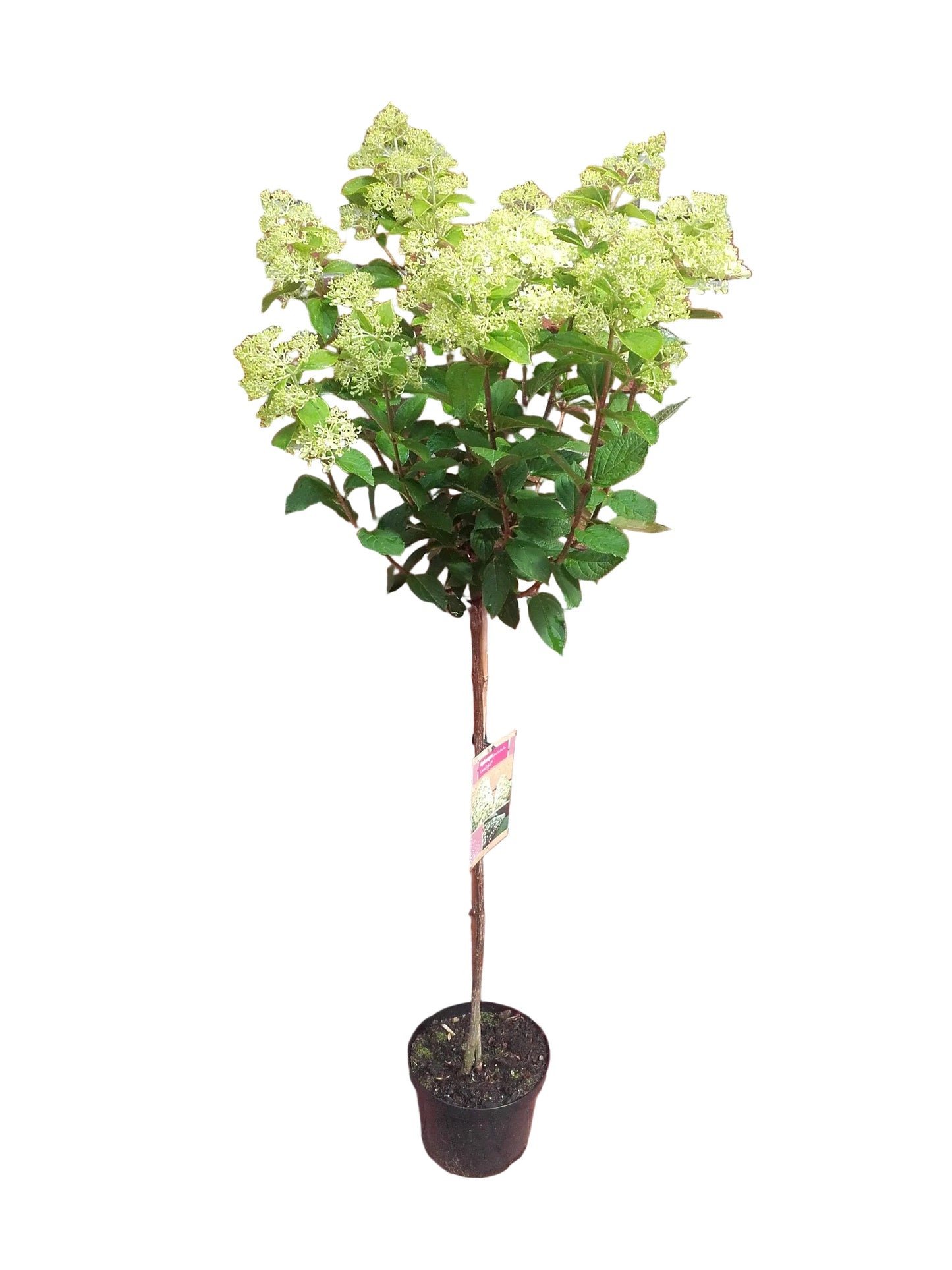 Hortensien Stämmchen 130–140 cm – Weiße Rispenhortensie - Hydrangea paniculata "Limelight"