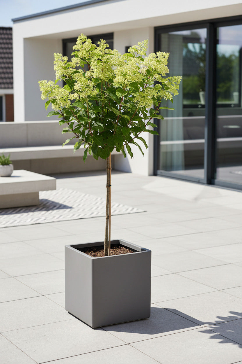 Rispenhortensie 'Limelight' auf Stamm 130–140 cm – Hydrangea paniculata