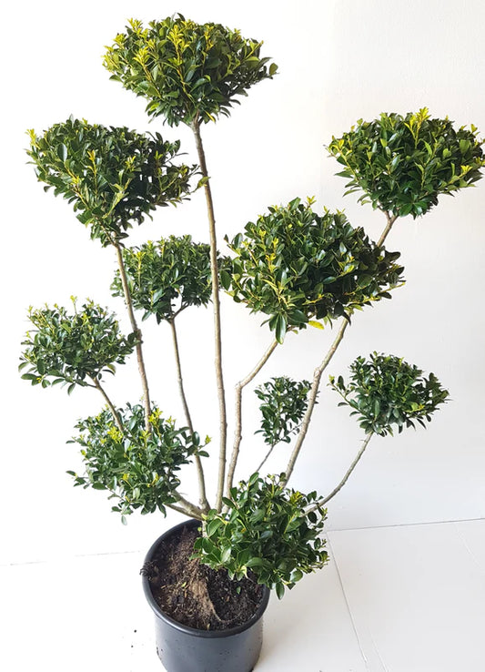 Ilex crenata Glorie Gem Gartenbonsai XXL mit Ponpons – Japanische Stechpalme Formgehölz winterhart – Höhe 110–120 cm