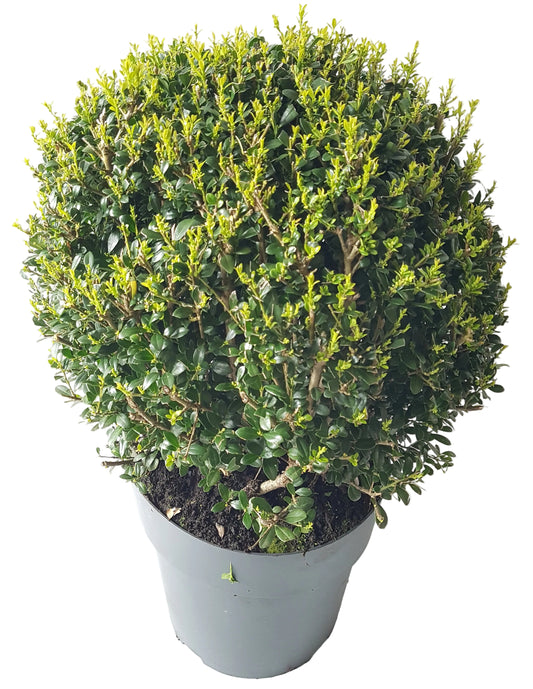 2x Ilex crenata 'Glorie Dwarf' Kugeln – Ø 30–35 cm – immergrüne Buchsbaum-Alternative winterhart