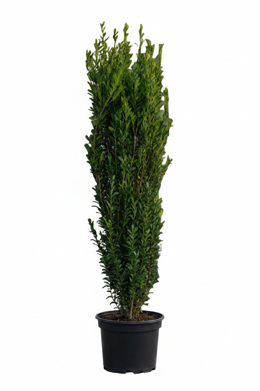 Säulenilex 160–170 cm – Ilex crenata Fastigiata - immergrüne Säulenpflanze winterhart – Buchsbaum Ersatz
