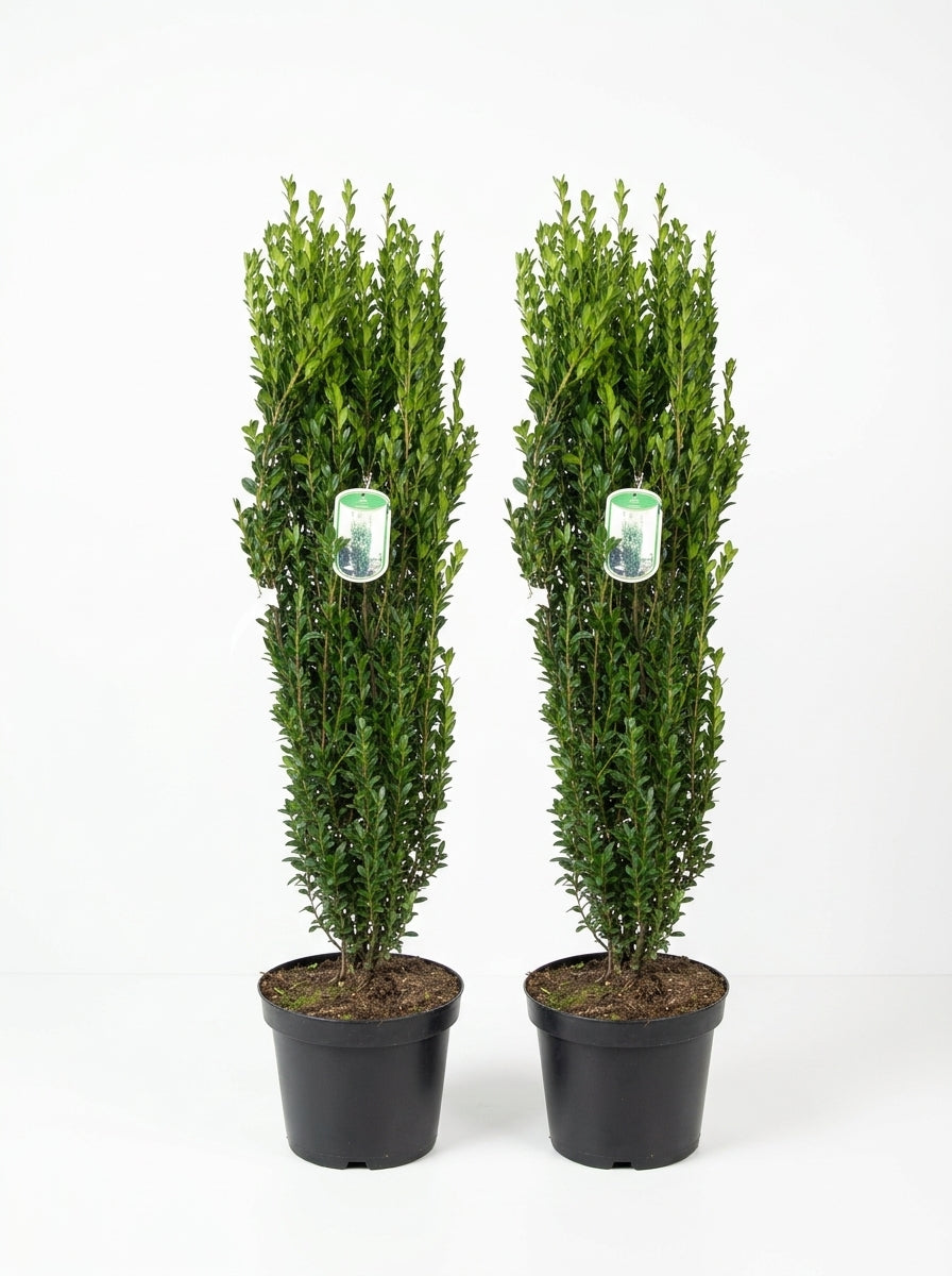 2x Säulenilex  – 110–120 cm – Ilex crenata Fastigiata - immergrüne Säulenpflanze winterhart –  - Buchsbaum Ersatz