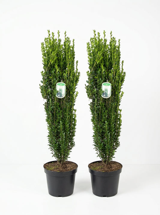 2x Säulenilex  – 110–120 cm – Ilex crenata Fastigiata - immergrüne Säulenpflanze winterhart –  - Buchsbaum Ersatz