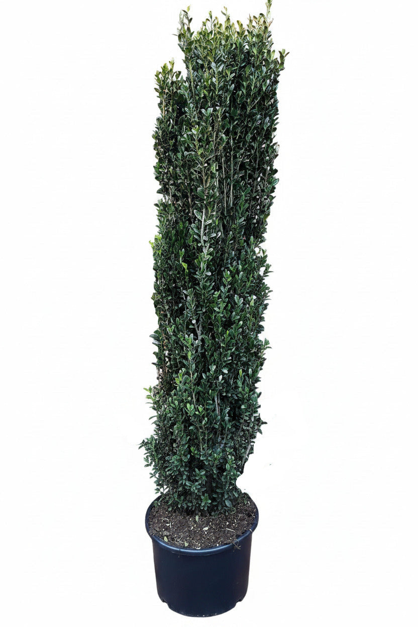Säulenilex 160–170 cm – Ilex crenata Fastigiata - immergrüne Säulenpflanze winterhart – Buchsbaum Ersatz