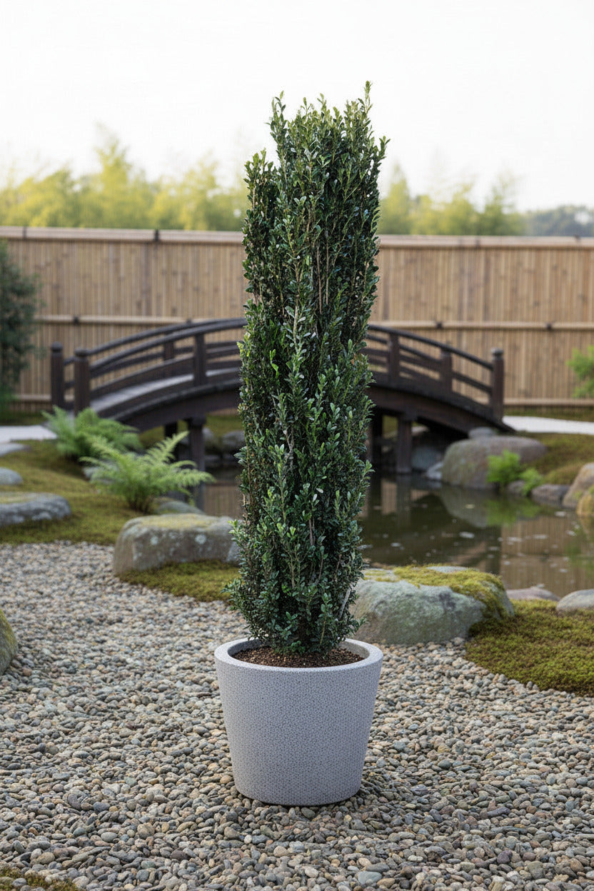 Säulenilex 160–170 cm – Ilex crenata Fastigiata - immergrüne Säulenpflanze winterhart – Buchsbaum Ersatz