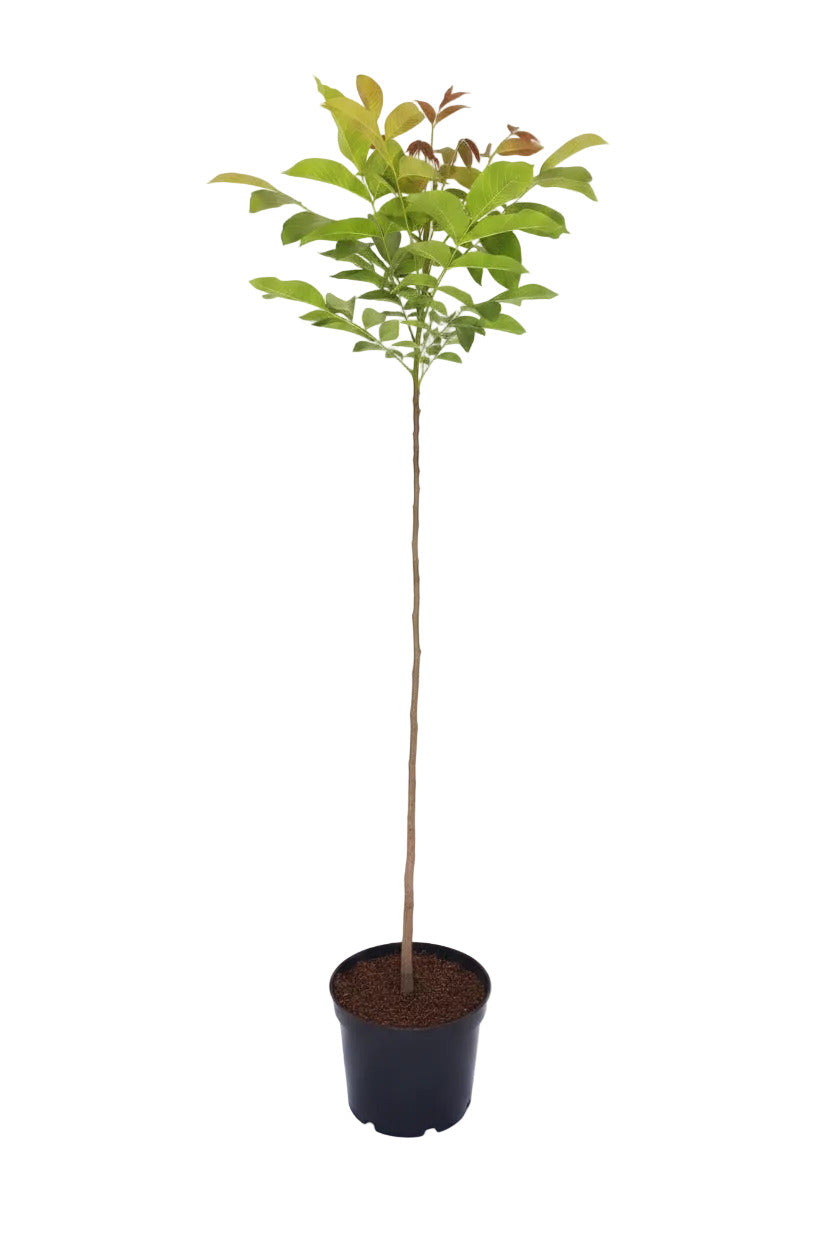 Walnussbaum - Hochstamm | Juglans regia | 170–180 cm | Stammhöhe 120 cm
