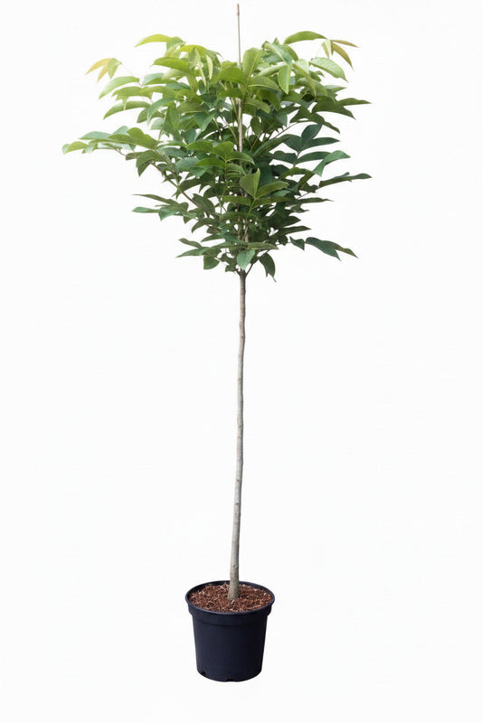Walnussbaum - Hochstamm | Juglans regia | 170–180 cm | Stammhöhe 120 cm