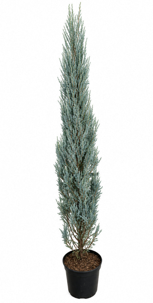 Raketenwacholder blau 180-190 cm – Juniperus Blue Arrow – Solitärpflanze - winterhart - blaue Säulenkonifere