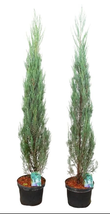2 Blaue Raketenwacholder 140-150 cm – Juniperus Blue Arrow – schlanke, winterharte Säulenpflanzen