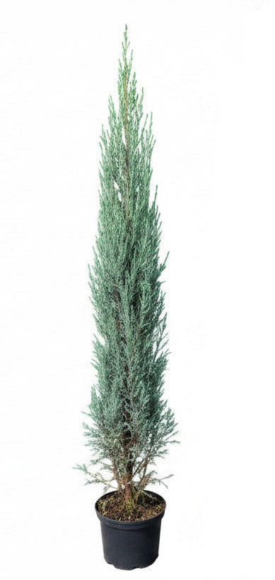 Raketenwacholder blau 140-150 cm – Juniperus Blue Arrow – schlanke, winterharte Säulenpflanze