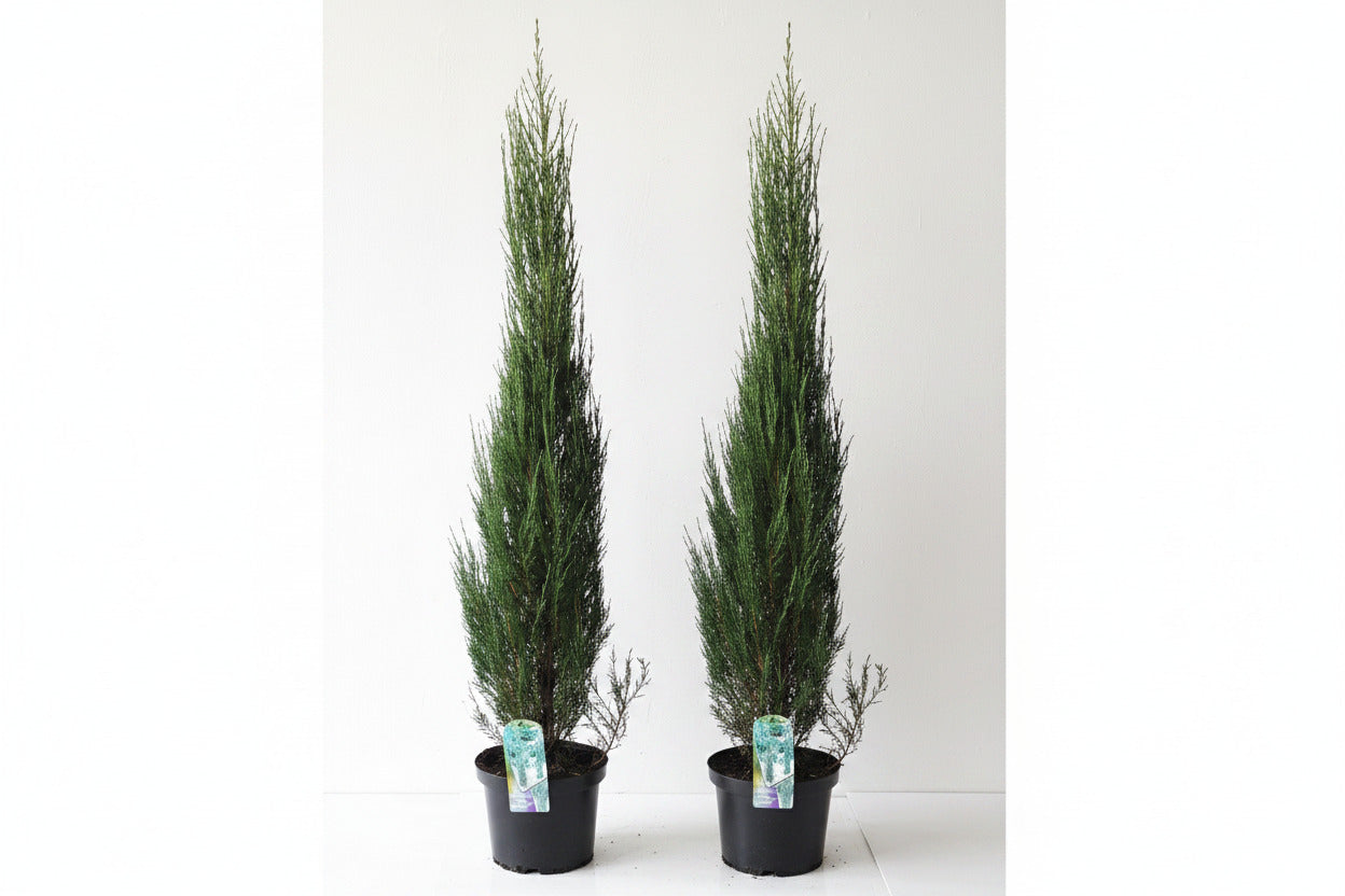 2 Blaue Raketenwacholder 100-120 cm – Juniperus Blue Arrow – schlanke, winterharte Säulenpflanzen
