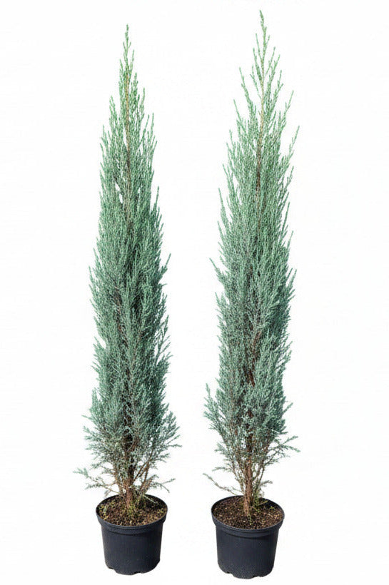 2 Blaue Raketenwacholder 140-150 cm – Juniperus Blue Arrow – schlanke, winterharte Säulenpflanzen