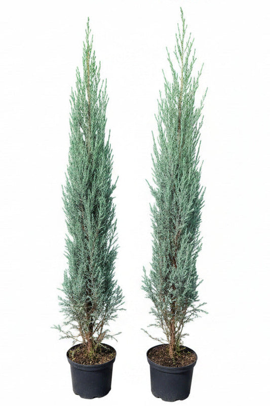 2 Blaue Raketenwacholder 140-150 cm – Juniperus Blue Arrow – schlanke, winterharte Säulenpflanzen