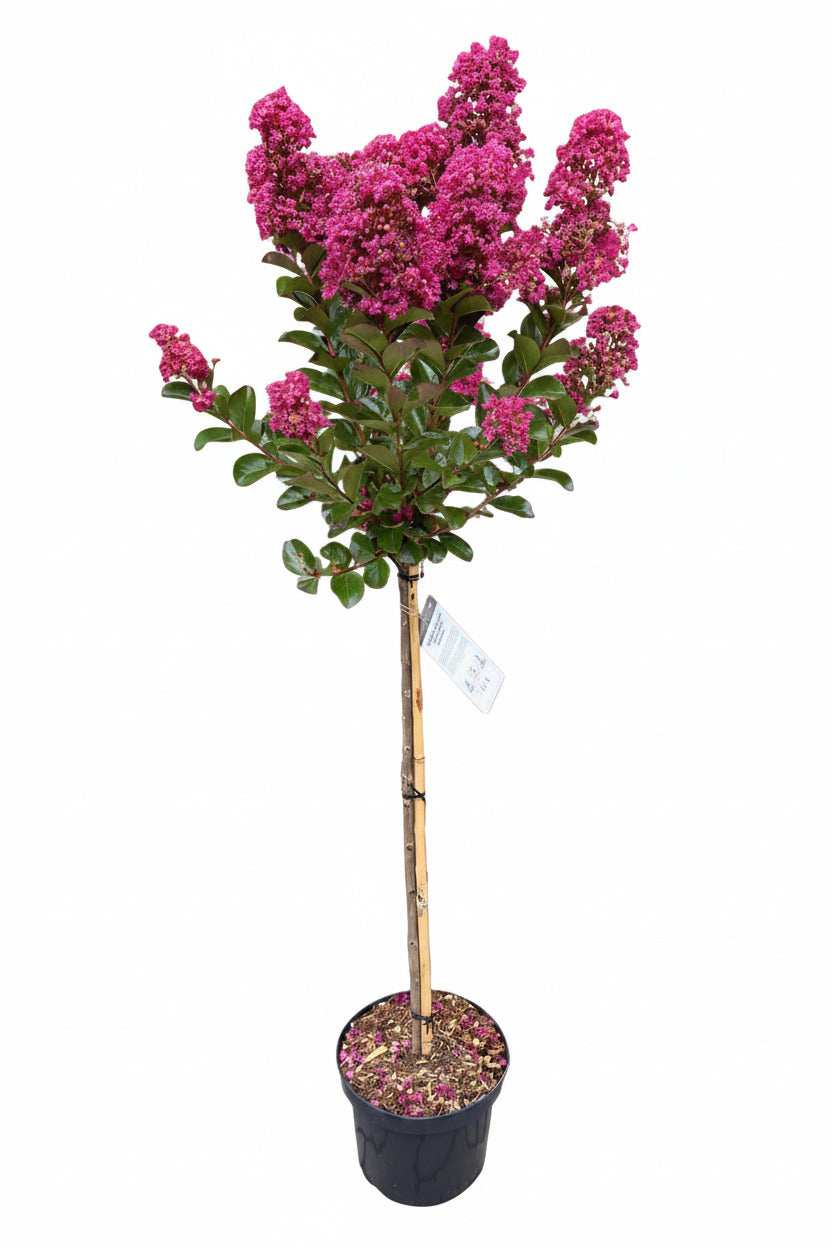 Lagerstroemia indica 'Berry Dazzle' Stämmchen 140–150 cm – Kreppmyrte – leuchtend pinke Blüten
